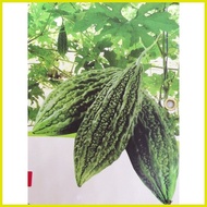 ﹊ ▧ ☽ BONITO F1 Ampalaya ( EAST-WEST SEED / 10SEEDS )