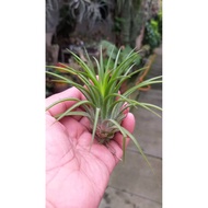 Airplant-T.ionantha druid(M)