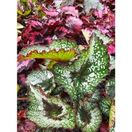 Variety of Colours Begonia Rex Indoor House Home Potted Plant Gardening Landscaping