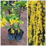 ต้นเหลืองชัชวาลย์/ไม้เลื้อยดอกสีเหลืองสวย ติดดอกพร้อมกันให้ดอกดก