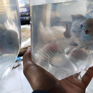 Terbaru bibit ikan louhan srd srm cenchu size 2-3 jari di jamin jenong top