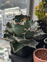 Agave 白鯨 嚴龍 龍舌蘭