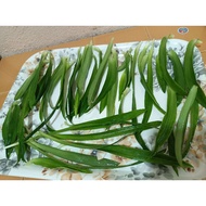 Rumput Siti Khadijah @ Beijing Grass 30 helai