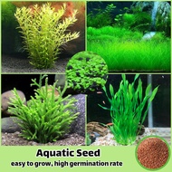 (200เมล็ด/ผสม) บอนสี เมล็ดพันธุ์ หญ้าน้ำ Aquatic Grass Seed เมล็ด ไม้น้ำ ต้นไม้ฟอกอากาศ เพาะเลี้ยงปลา พืชไฮโดรโปนิกส์ พืชจัดสวนตู้ปลา ไม้ประดับตู้ปลา ต้นไม้มงคล ไม้ประดับ เมล็ดพันธุ์พืช เมล็ดบอนสี ดอกไม้ปลูก พันธุ์ดอกไม้ ต้นบอนไซ ปลูกง่าย ปลูกได้ทั่วไทย