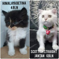 kucing cat himalaya betina scottish straight betina baca deskripsi