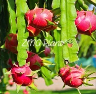 Anak pokok Buah naga Putih / White dragon fruit tree