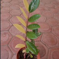 Tanaman hias Zamia Varigata / Zamia dolar Variegata / culcas variegata