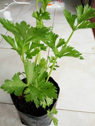 ขายต้นขึ้นฉ่ายฝรั่ง เซเลอรี่ (Celery Juice) พันธ์ุต้นใหญ่