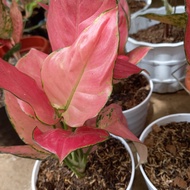 pink catrina aglonema 9daun tanaman hias