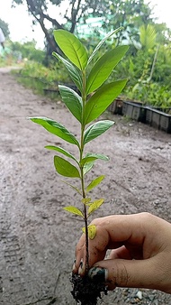 ต้นกล้า ฝรั่งขี้นก ใส้แดง  ฝรั่งขี้นกไส้ชมพู ต้นกล้าละ 12  บาท  Red Guava or  Pink guava  ฝรั่งขี้นก