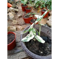 Anak Pokok Keladi Albino Caladium Gred Cantik ll Real Plant ll Keladi Putih Hijau