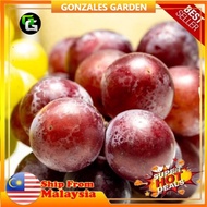 Anak Pokok Anggur Red Shine Muscat Grape Pokok Premium