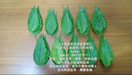 憂遁草(沙巴蛇草)/新鮮健康無毒/自然農法種植