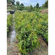 Anak pokok durian musang king gred D197