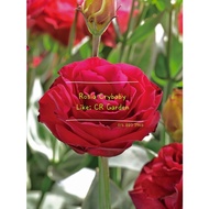 红洋桔梗 1粒 Red Eustoma 1 seed