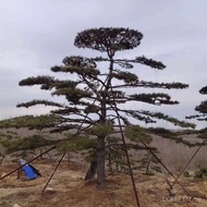 Styling to Red Pine Four Seasons Common Oil Pine Camphor Pine Black Pine Green Tree Oil Pine Thick c