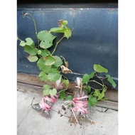 Bibit Anggur Ramsey Rootstock Bibit Anggur Import Berkualitas Unggul