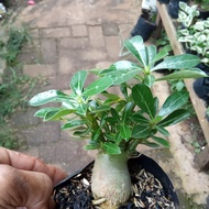 BONSAI ADENIUM ARABICUM-bibit tanaman bonsai adenium arabicum LLLL