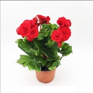 Sixiang Potted Plant Rose Begonia with Flowers Delivery Four Seasons Begonia Potted Plants Regal Beg