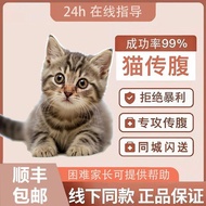 Cat Belly Oral Tablets Wet Belly Belly Belly Belly Belly Belly Belly Belly Belly Belly Belly Belly/B