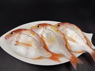 【漁讚】赤鯮魚／赤鯮／赤宗／赤鬃／野生赤鯮魚／三去赤鯮／三去赤宗／黃背牙鯛／