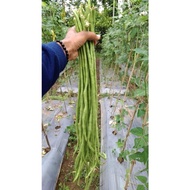 benih bibit kacang panjang bola dunia black seed 100gr d destgi 2273ac