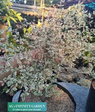 African Talisay Plant ( Variegated ) SMALL SIZE  With FREE Pebbles Plastic Pot ( Real and Lowest Pri
