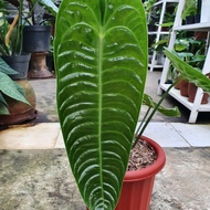 anthurium veitchii