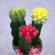 【A Variety of Barbed Flowering Cactus】Succulent Potted Indoor Mini Meat Cactaceae Succulent Plant Small Pot Plant