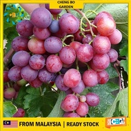 Anak Pokok Anggur Everest Grape Pokok Premium Cepat Berbuah Import Dari Thailand