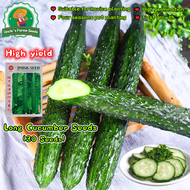 ปลูกง่าย อัตรางอกสูง 30 เมล็ด เมล็ดเมล็ดพันธุ์แตงกวา เมล็ดแตงกวาญี่ปุ่น Japanese Cucumber Seeds Orga