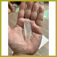 ⚛ ◞ ☎ Mutya ng Linta Clear with oracion