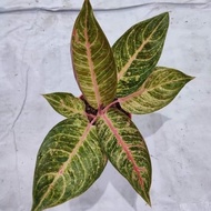 Promo Tanaman Hias Aglaonema / Aglonema Jatayu Realpict Original