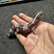 AFT African Fat Tailed Gecko