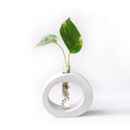 純灰系列 | 黃金葛 室內水培植栽 圓圈水泥水耕花架