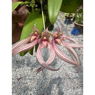 Orchid Bulbophyllum Friostii Hybrid Orkid Live Plant Pokok Hidup