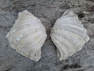 硨磲貝Tridacnidae 完整貝殼個體