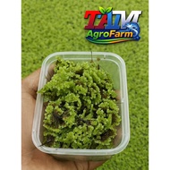 Azolla Fresh Quality Seeds| Feed for Chickens, Catfish, Ducks, and Muscovy Ducks | Organic Kayakamba