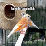 Telur burung Kenari Red siskin double dilute fertil siap tetas