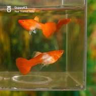Albino Koi Red Ear Guppy Pair