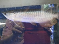 MGBB Highback Arowana 10inci live fish ikan kelisa