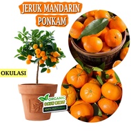bibit jeruk ponkam mandarin Tinggi 1 meter