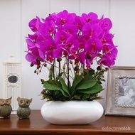 50 Pcs/Set Phalaenopsis Orchid Seeds Mixed Balcony Garden Potted Bonsai Plants Flower Seeds Orchid Live flower Plants