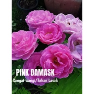 Rose Kampung - Maggie / Damask