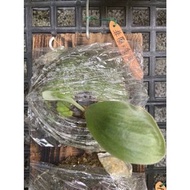 非圓x象耳-鹿角蕨上板療癒植物-文青植物、蕨類植物、雨林植物-IG網紅室內植物