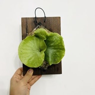 女王鹿角蕨