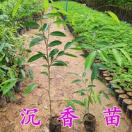 【New store opening limited time offer fast delivery】Authentic Agarwood Sapling Kyara Agarwood Seedlings Rare Trees Agarw