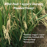 BENIH BIBIT PADI CIHERANG PANDAN WANGI UNGGUL Berkwalitas super Ori 1kg