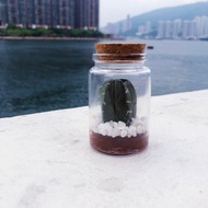 【訂貨】許願瓶造型黏土多肉盆栽- 仙人掌