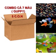 Combo Aquatic Gup G.U.P.Y 5 c.o.n Randomly - Please Read The Description Carefully.